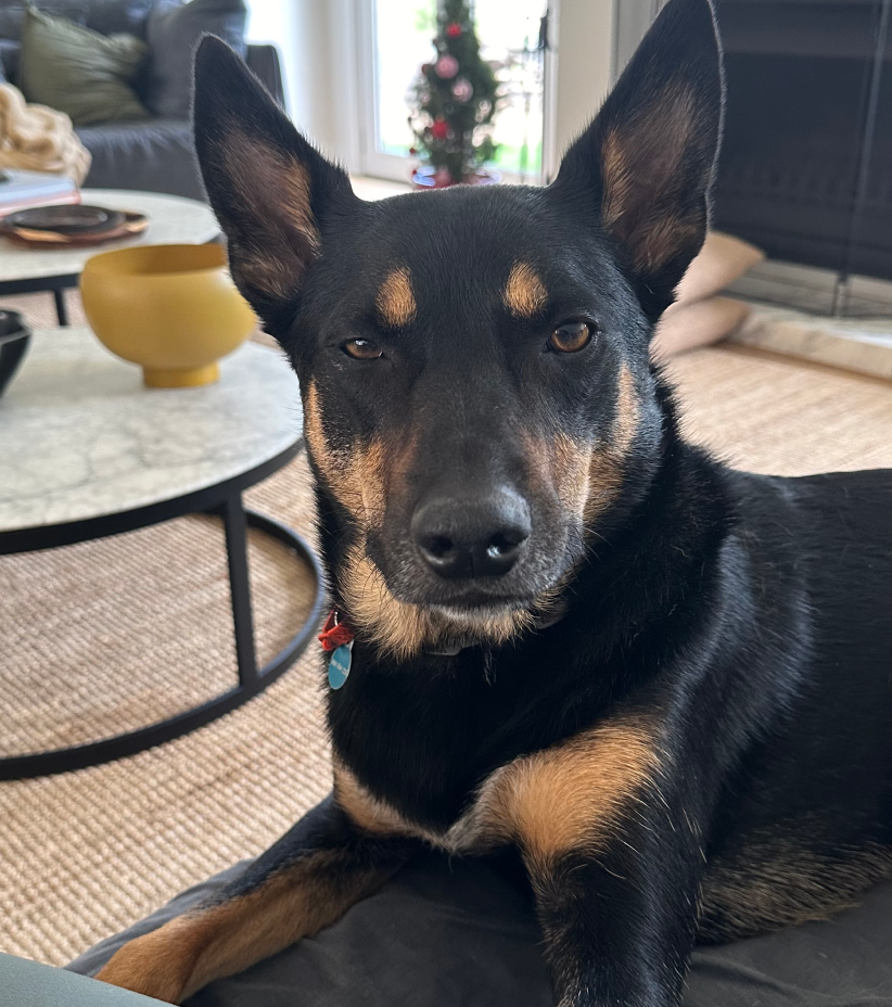 Dog sitting on a couch in a living room with a Christmas tree in the background